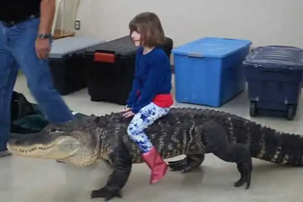 OMG! Small Girl Rides Huge ALLIGATOR At Children